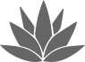 icono-maguey